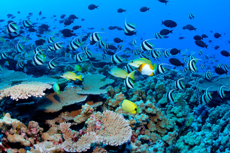 Clouds of reef fish and corals, French frigate shoals, NWHI